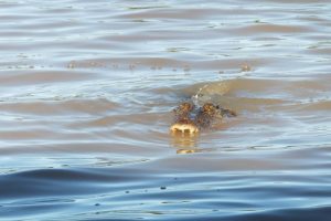 Croc in Roper River
