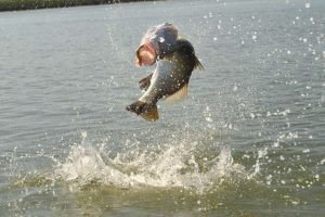 jumping barra in NT