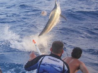 Catching giant black marlin Cairns