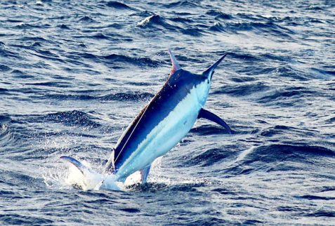 Giant Black Marlin caught during Heavy Tackle Fishing Cairns charter