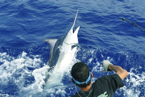 Wild Turkey game boat for Giant Black Marlin Fishing Cairns