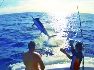 Black marlin pelagic game fishing in the Coral sea of Cairns