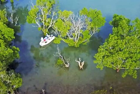 Fishing mangrove estuary in Arnhem Land NT