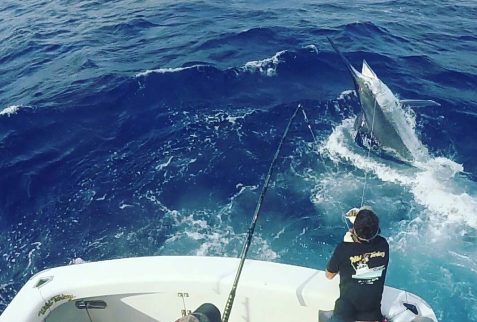 wrestling black marlin on ribbon reef near Port Douglas